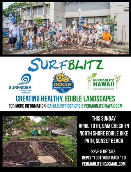 Join Surfblitz on the North Shore