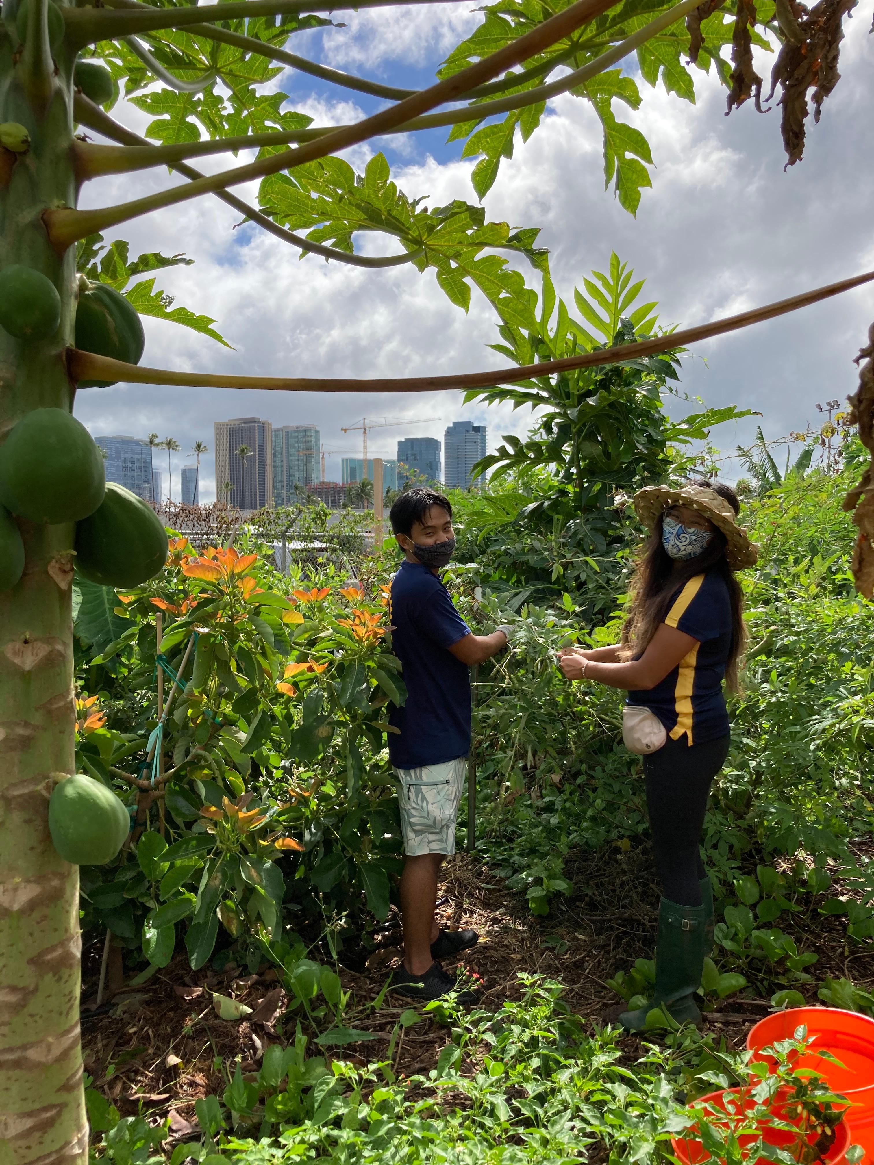 Volunteers at the ocean friendly garden 