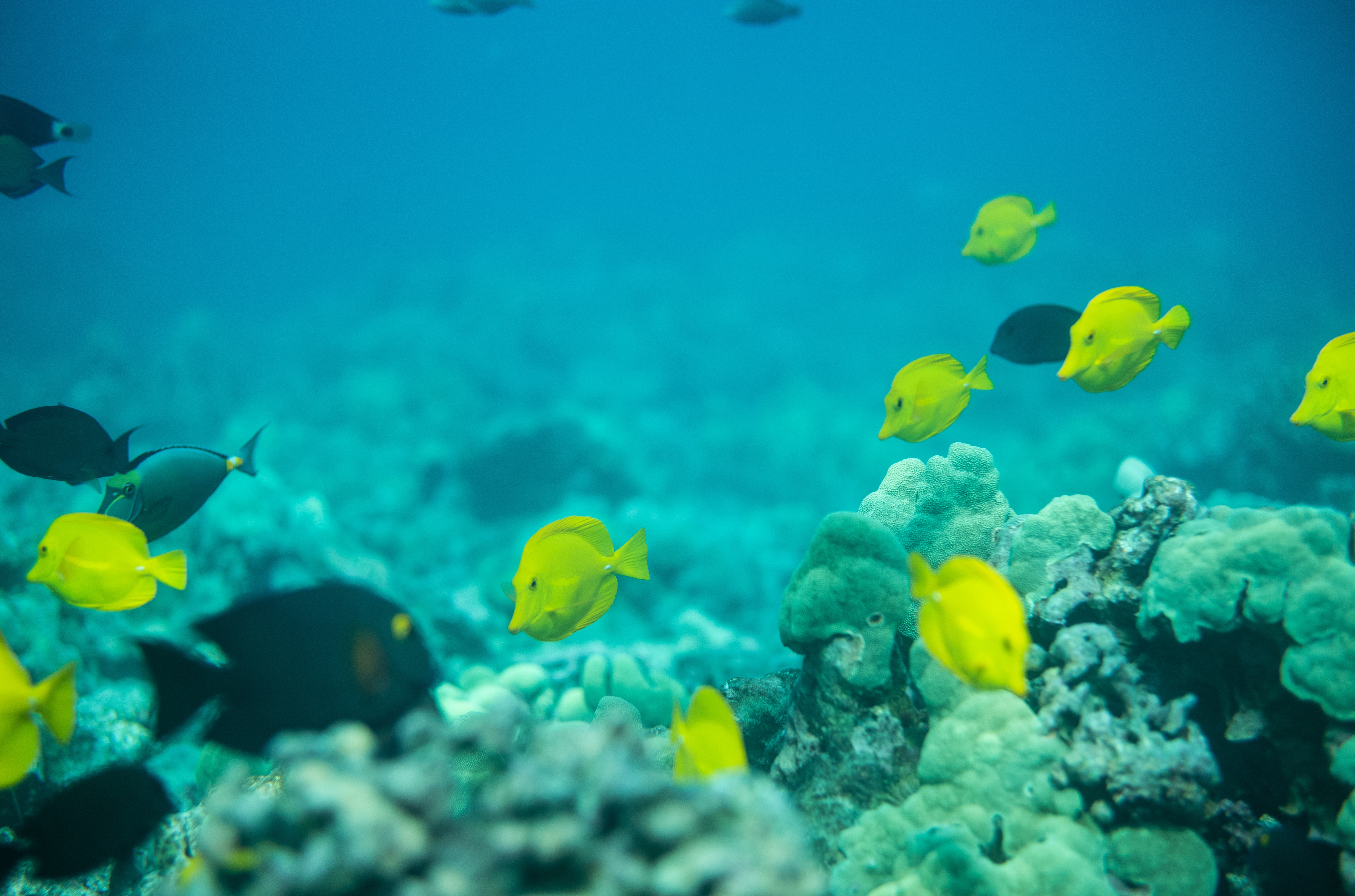 Hands off Hawaiʻi’s Reefs- Prohibit Commercial Aquarium Fishing Statewide